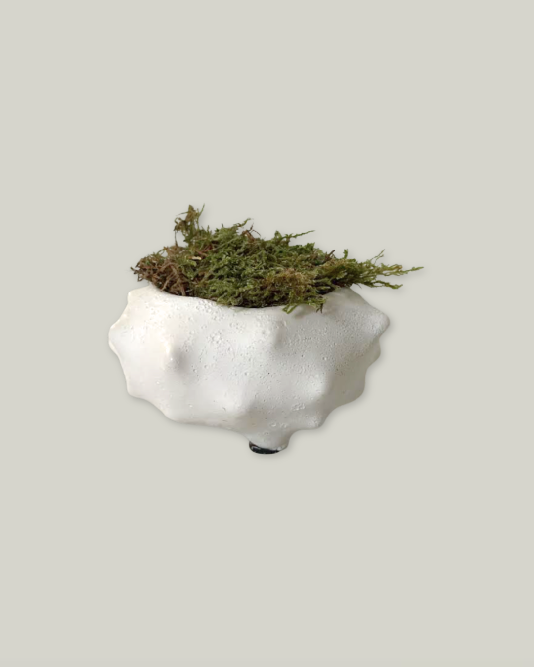 Terracotta Bowl with Moss